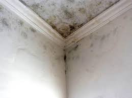 Best Mold Prevention Services in Newport, VT