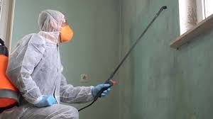 Trusted Newport, VT Mold Removal Experts